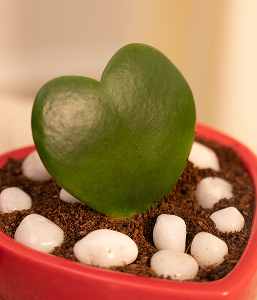 Pair of Hoya Hearts in Heart-shaped Pot (big)