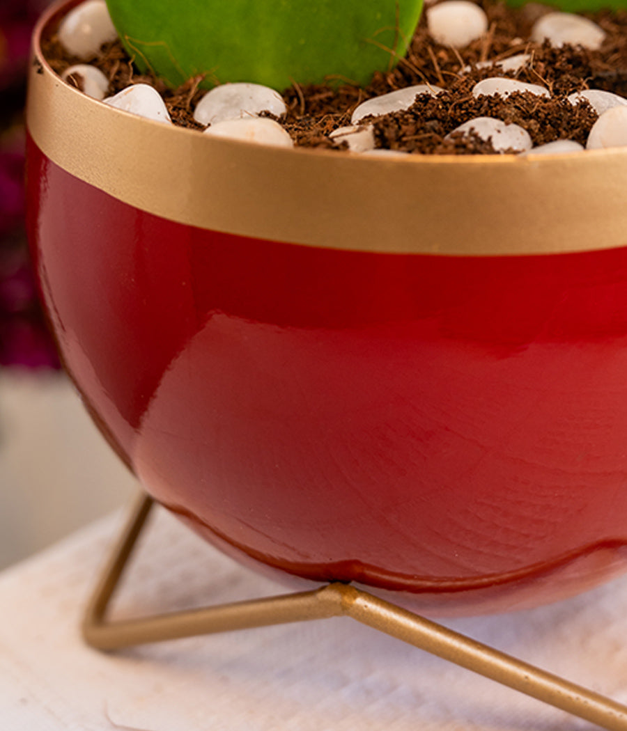 Pair of Hoya Hearts in Red Metal Planter with Stand