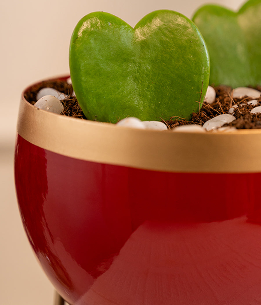Pair of Hoya Hearts in Red Metal Planter with Stand