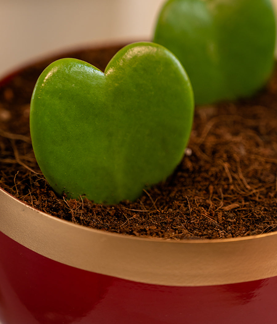 Pair of Hoya Hearts in Red Metal Planter with Stand