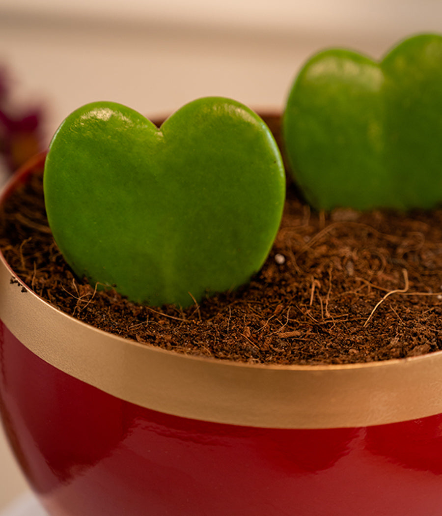 Pair of Hoya Hearts in Red Metal Planter with Stand