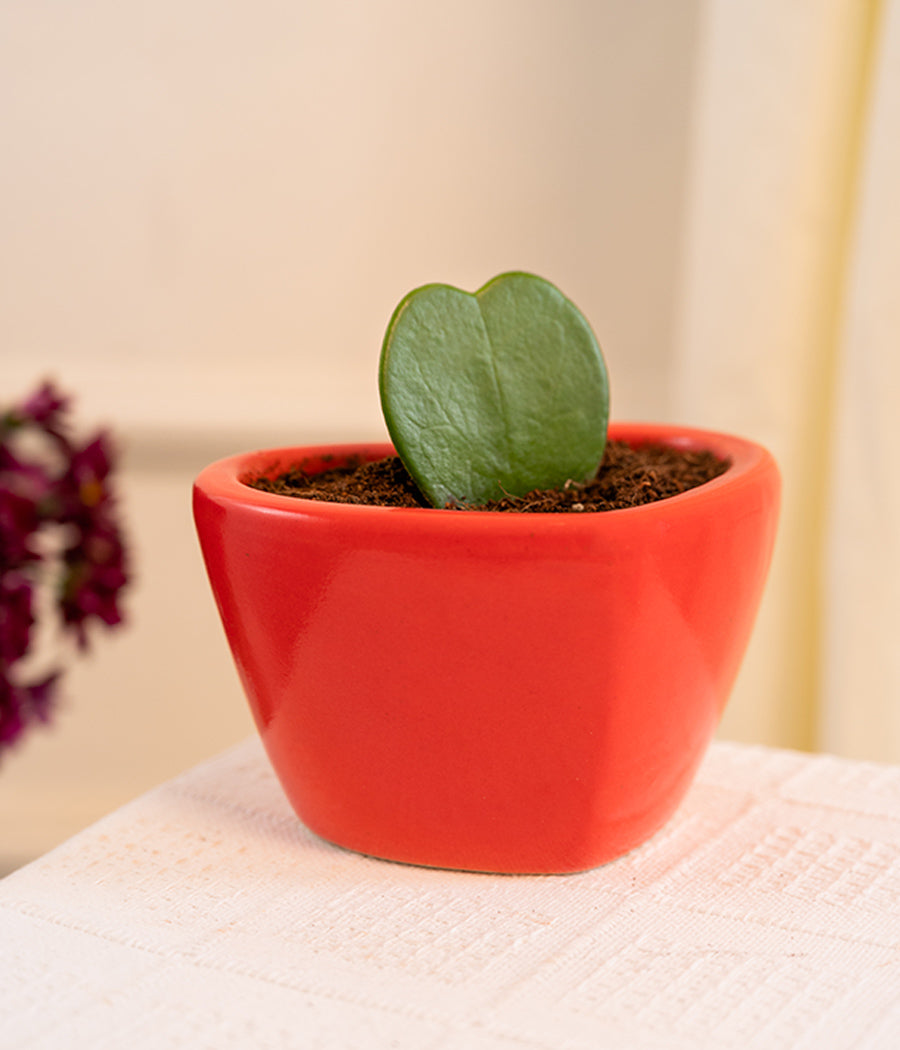 Hoya Heart in Red Heart Ceramic Pot