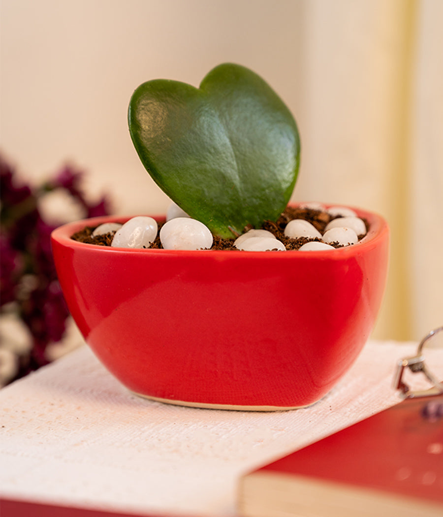 Hoya Heart in Heart-shaped Pot (deep)