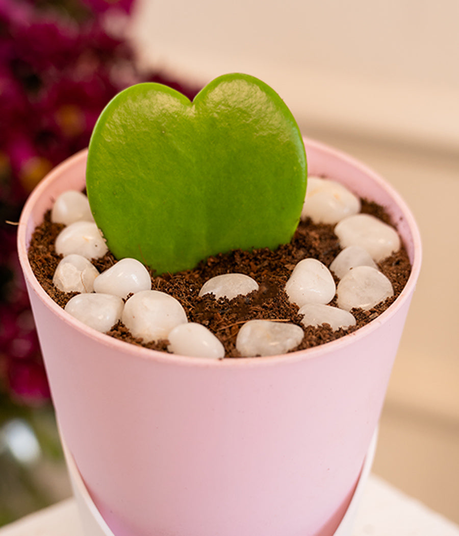 Kamini Table in Self Watering Planter