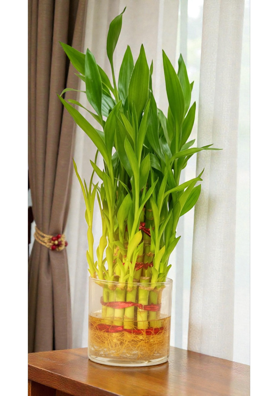 Lucky Bamboo Plant
