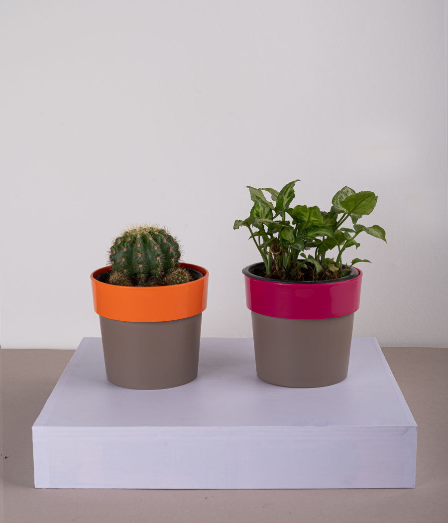 Set of 2: Cactus Parodia + Syngonium Mini Plant in Plastic Planters