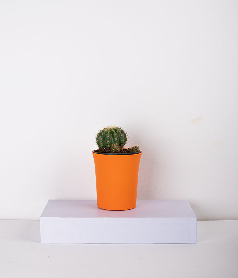 Cactus Parodia Plant In Brighter Orange Planter