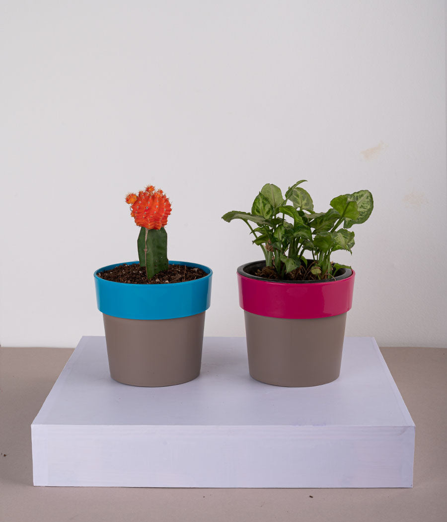 Set of 2: Moon Cactus + Syngonium Mini in Sunny-side Blue &amp; Pink Planters