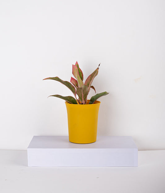 Aglaonema Pink Plant in Self Watering Planter