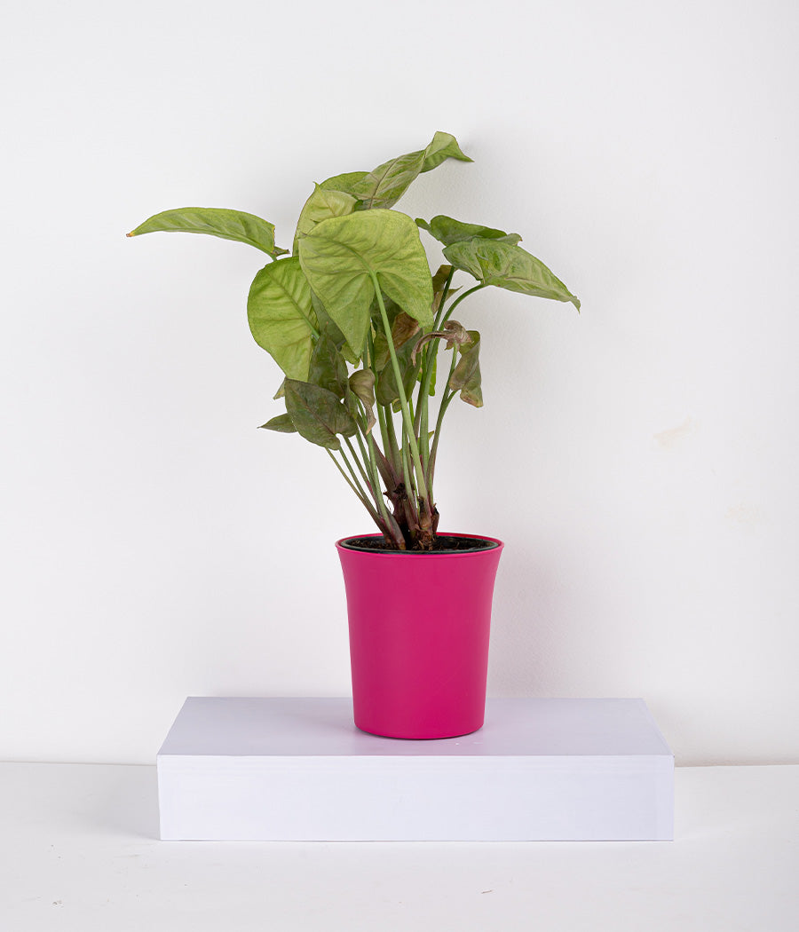 Syngonium Bronze Plant in Pink Planter