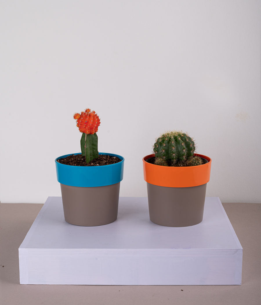 Set of 2: Moon Cactus + Cactus Parodia in Plastic Planter