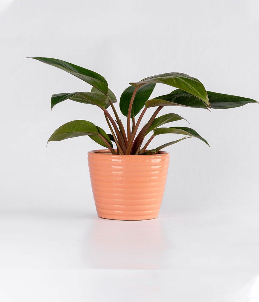 PHILODENDRON RED IN PINK CERAMIC PLANTER