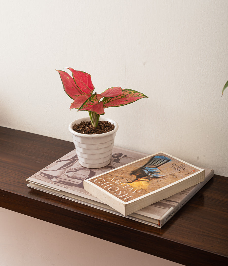 White Brick Ceramic Pot Online 