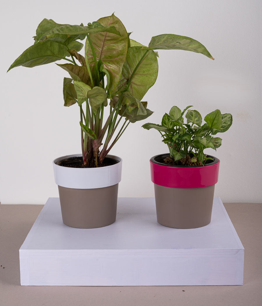 Set of 2: Syngonium Bronze + Syngonium Mini in Sunny-side White &amp; Pink Planters
