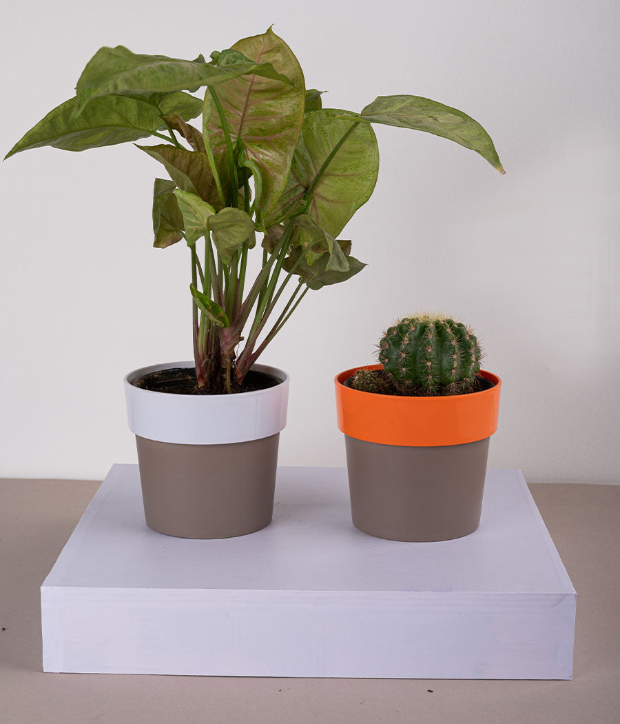 Set of 2: Syngonium Bronze Plant + Cactus Parodia in Plastic Planters