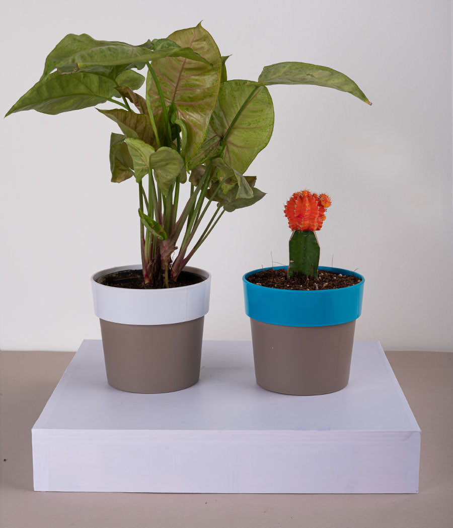 Set of 2: Syngonium Bronze + Moon Cactus in Plastic Planter