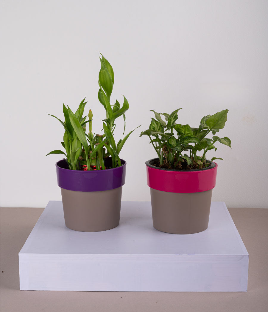 Set of 2: 2 Layer Lucky Bamboo Plant + Syngonium Mini in Plastic Planters