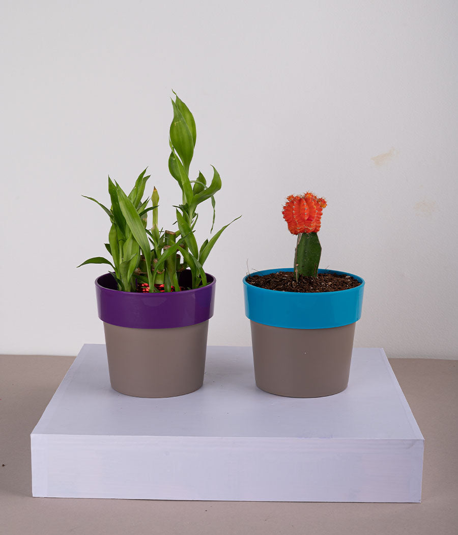 Set of 2: 2 Layer Lucky Bamboo Plant + Moon Cactus in Plastic Planter
