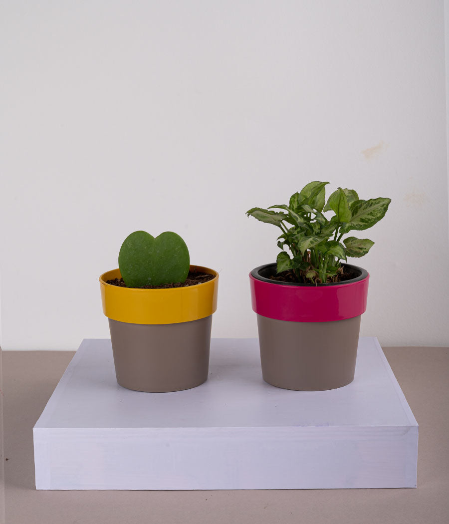 Set of 2: Hoya Heart Plant + Syngonium Mini in Plastic Planters