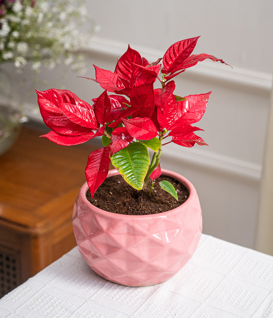 Poinsettia Flowering Plant in Pink Planter