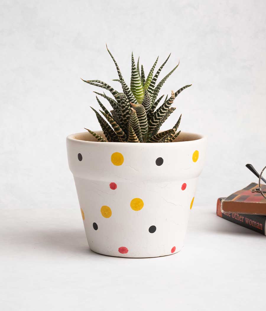 Hawarthia Zebra Plant in Ceramic Planter