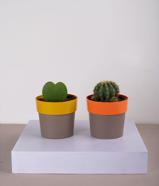 Set of 2: Hoya Heart Plant + Cactus Parodia in Plastic Planters
