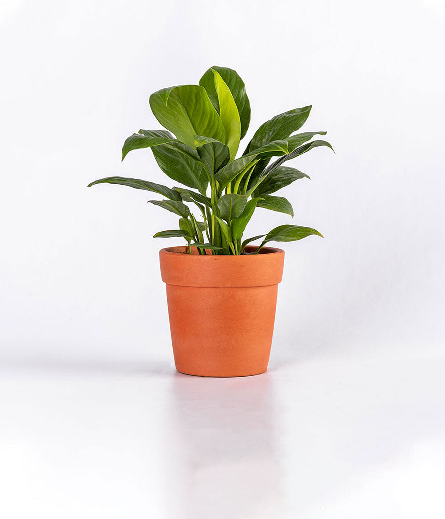 Peace Lily plant in terracotta Planter