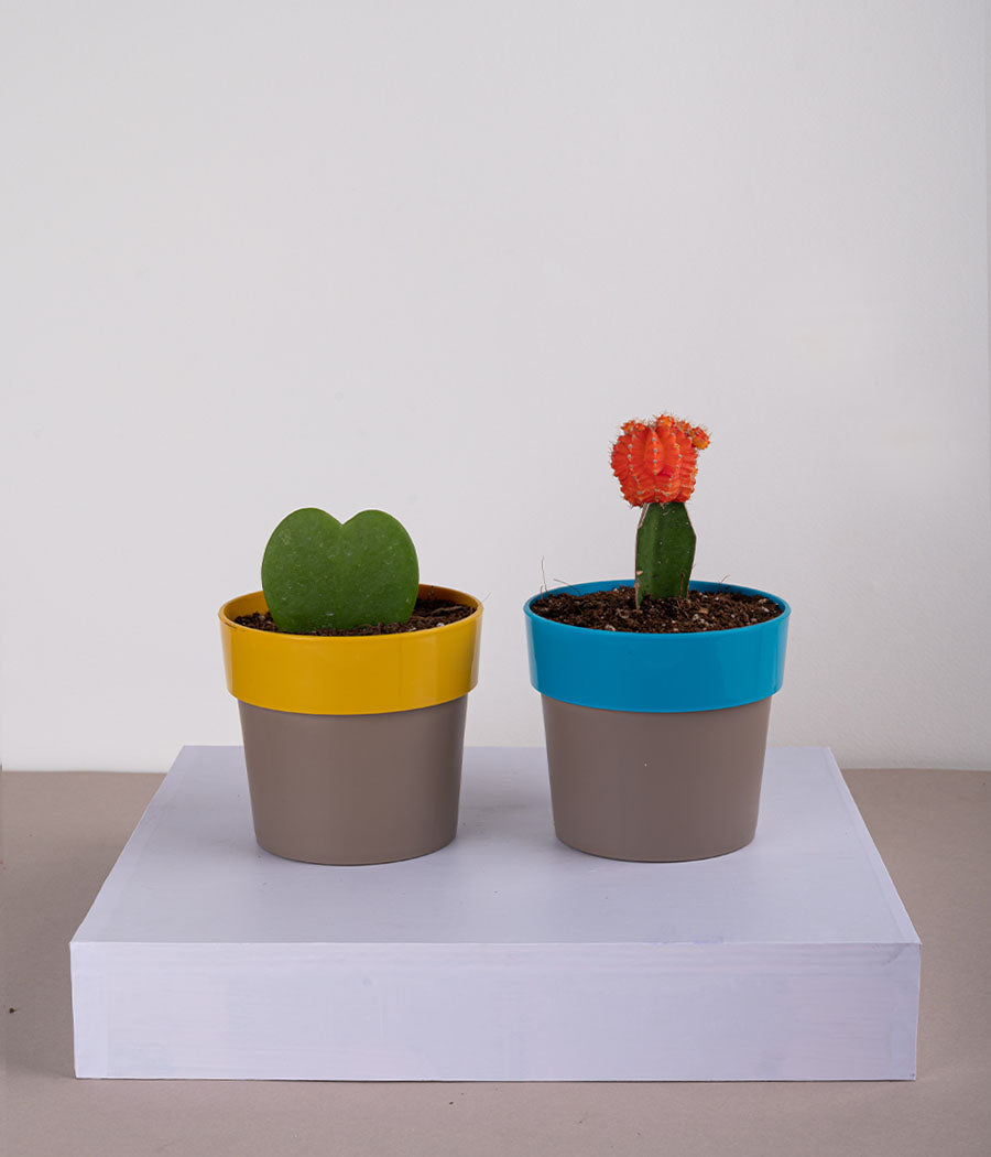 Set of 2: Hoya Heart Plant + Moon Cactus in Plastic Planter