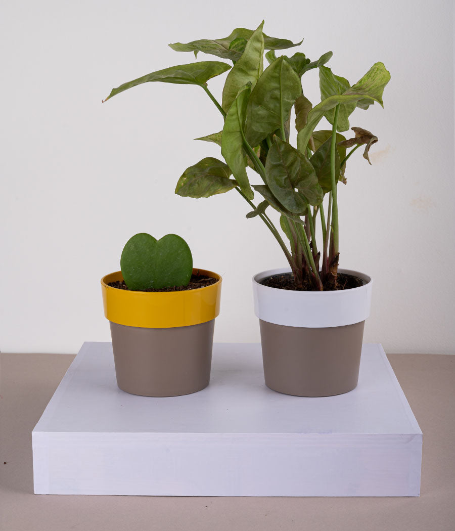 Set of 2: Hoya Heart Plant + Syngonium Bronze in Plastic Planters