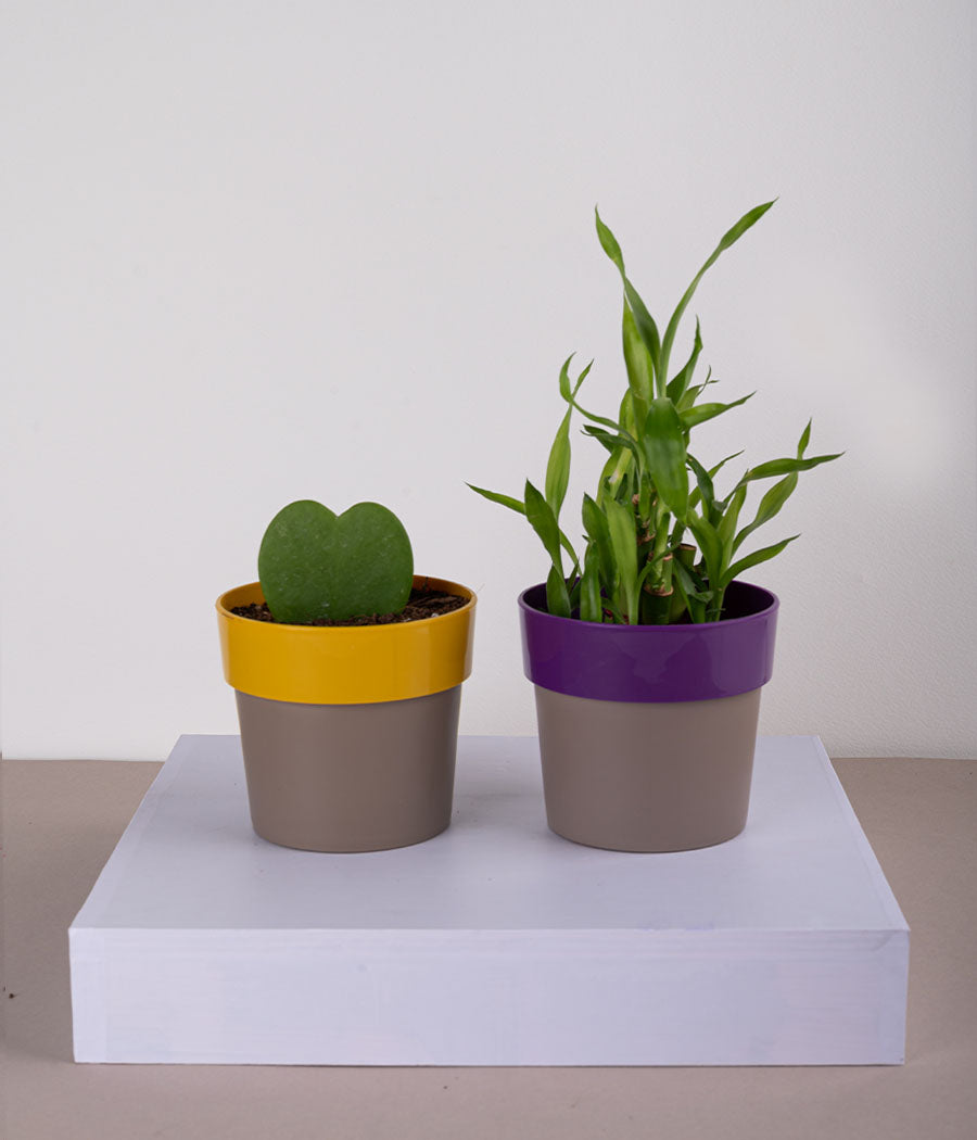 Set of 2: Hoya Heart Plant + 2 Layer Lucky Bamboo in Plastic Planters