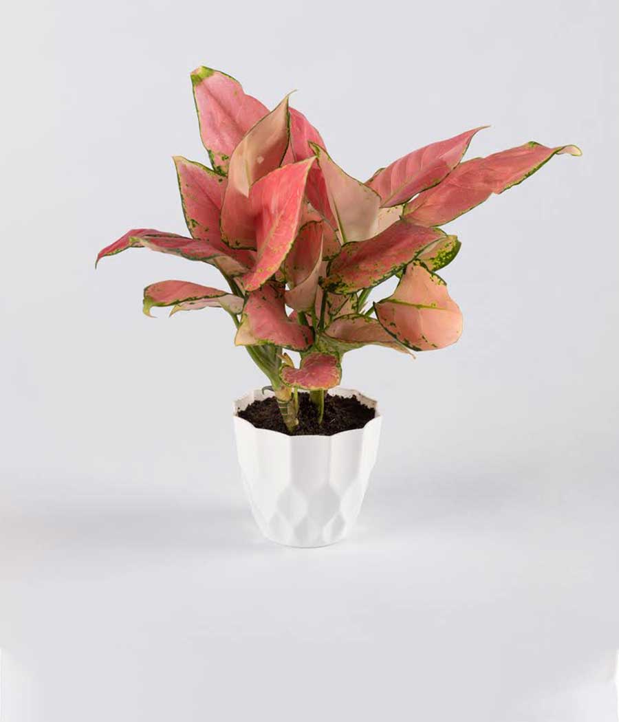 Aglaonema Valentine Plant in Plastic White Pot