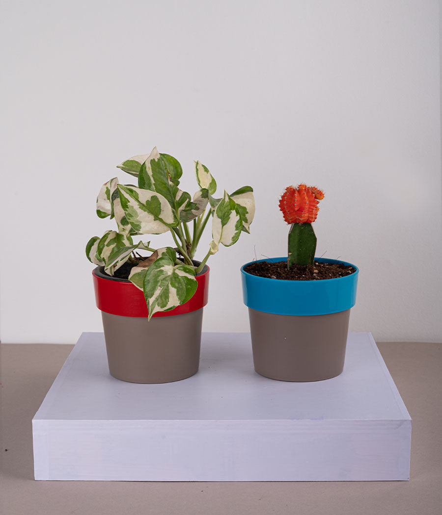 Set of 2: Queen Marble Money Plant + Moon Cactus in Plastic Planters