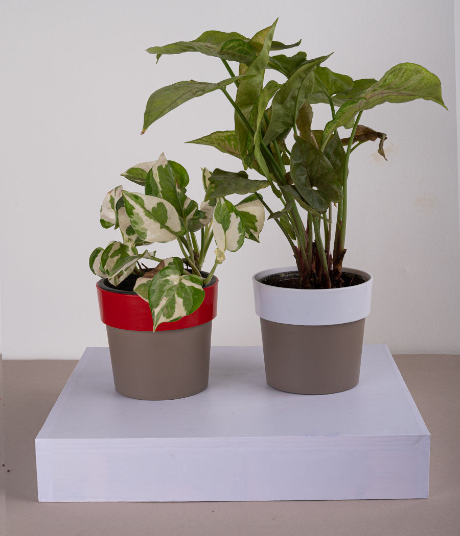 Set of 2: Queen Marble Money Plant + Syngonium Bronze in Plastic Planters