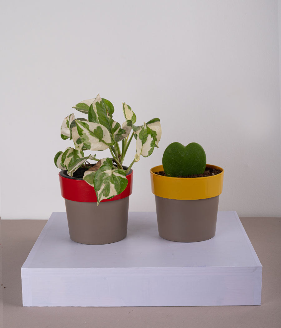 Set of 2: Queen Marble Money Plant + Hoya Heart Plant in Plastic Planters
