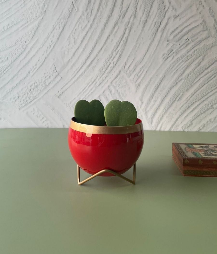 Hoya Heart Plants in Golden Line Red Metal Planter with Stand