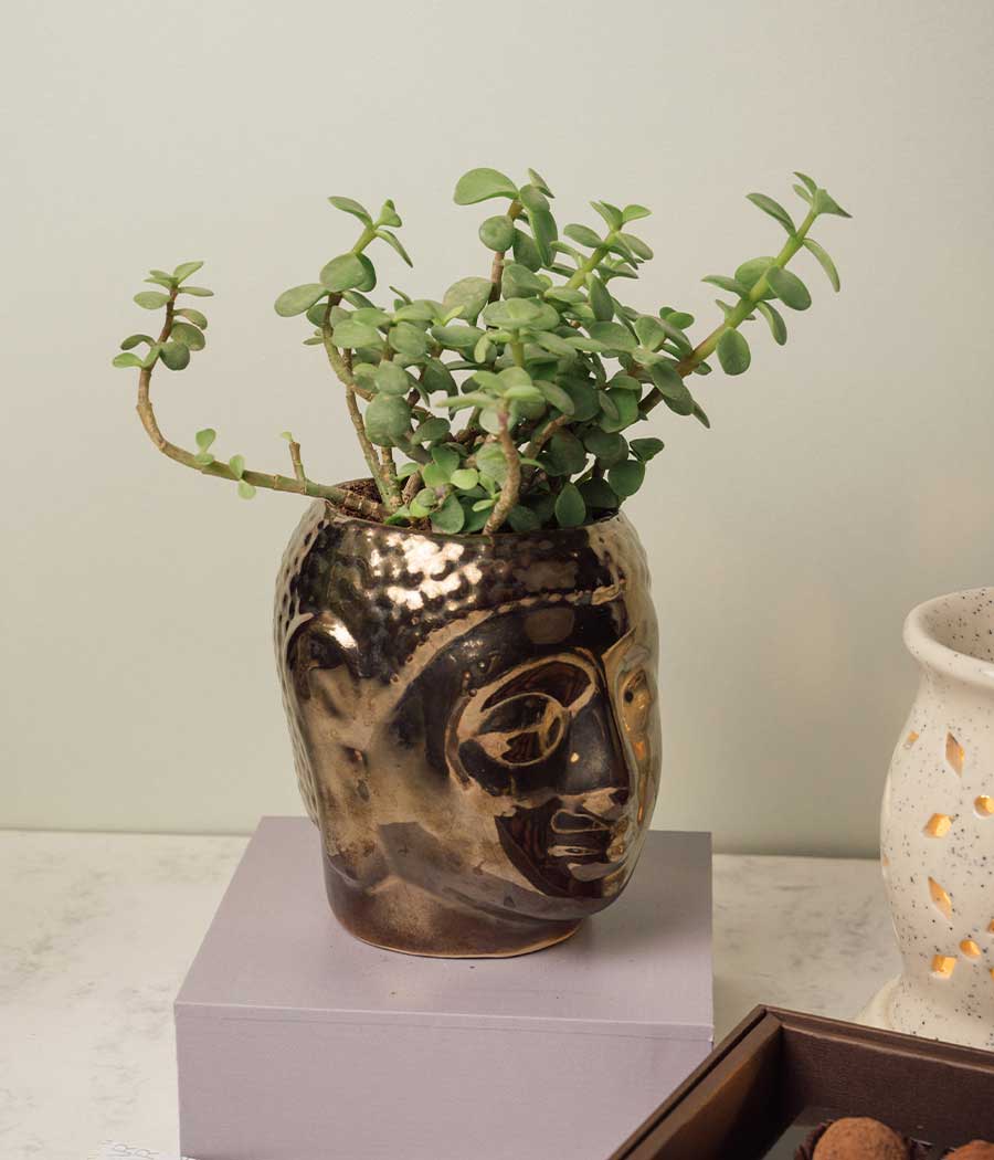 Jade Plant in Buddha Ceramic Planter