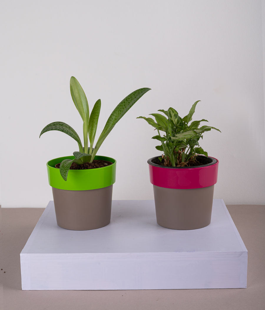 Set of 2: Cecilia Plant + Syngonium Mini in Plastic Planters