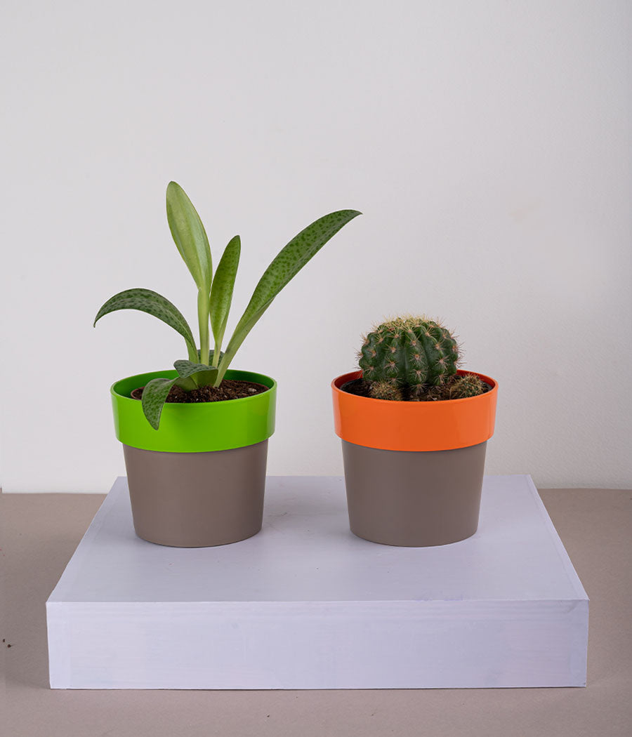 Set of 2: Cecilia Plant + Cactus Parodia in Sunny-side Green & Orange Planters