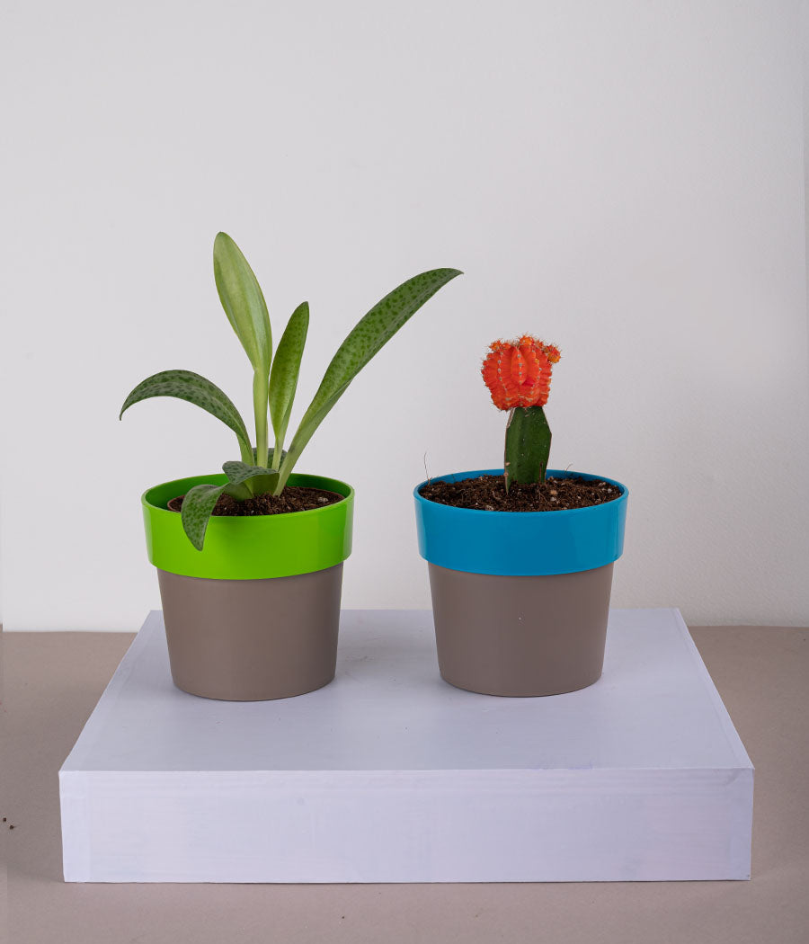 Set of 2: Cecilia Plant + Moon Cactus