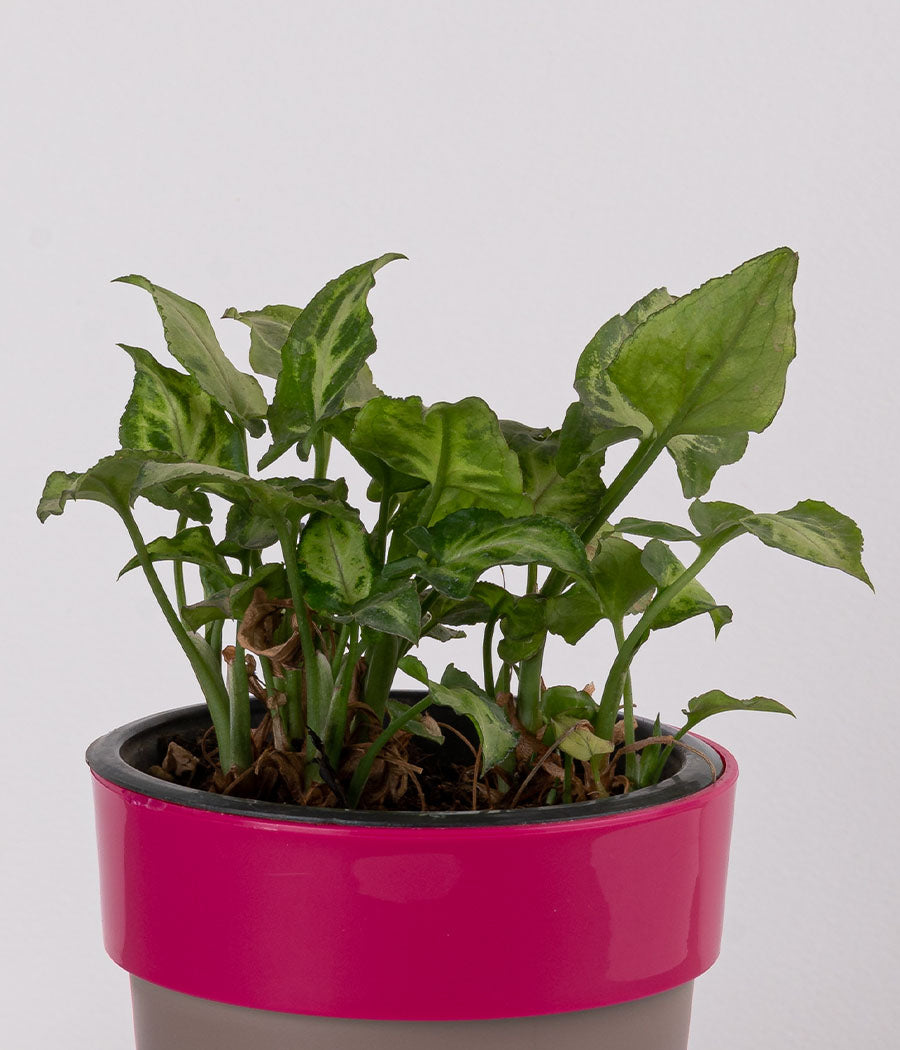 Syngonium Mini in Sunny-side Pink Planter