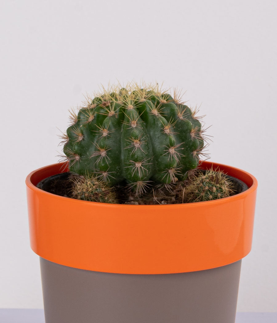 Cactus Parodia in Sunny-side Orange Planter