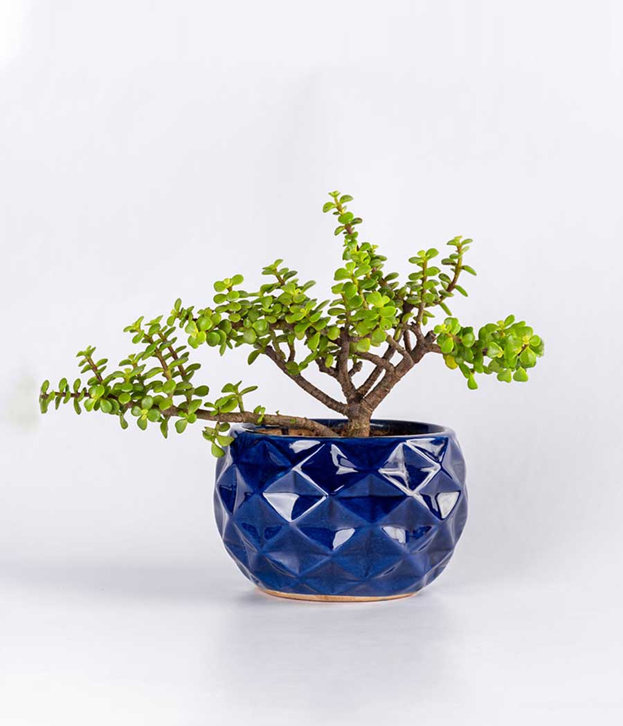 JADE PLANT IN BLUE DIAMOND PLANTER