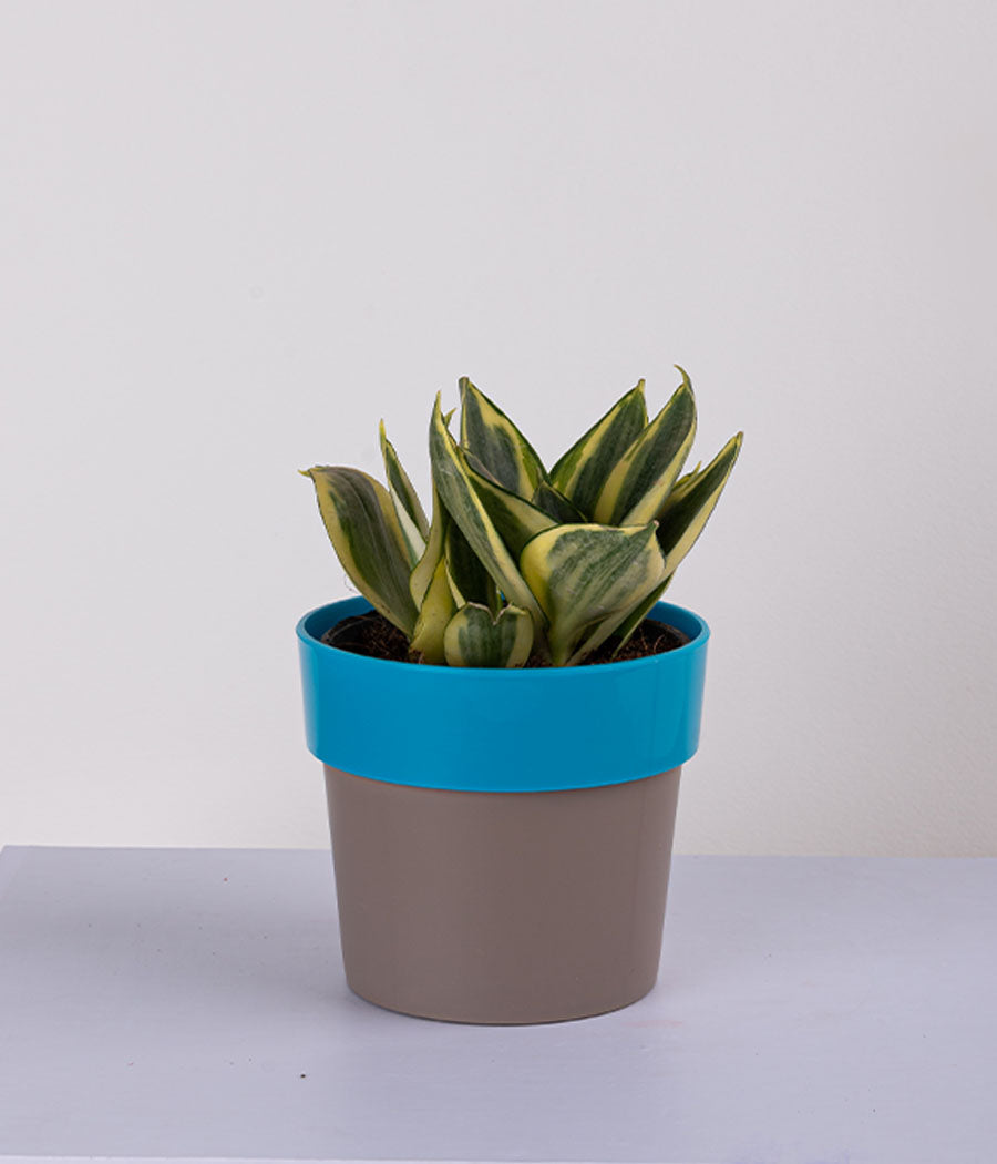 Queen Marble Money Plant in Sunny-side Red Planter