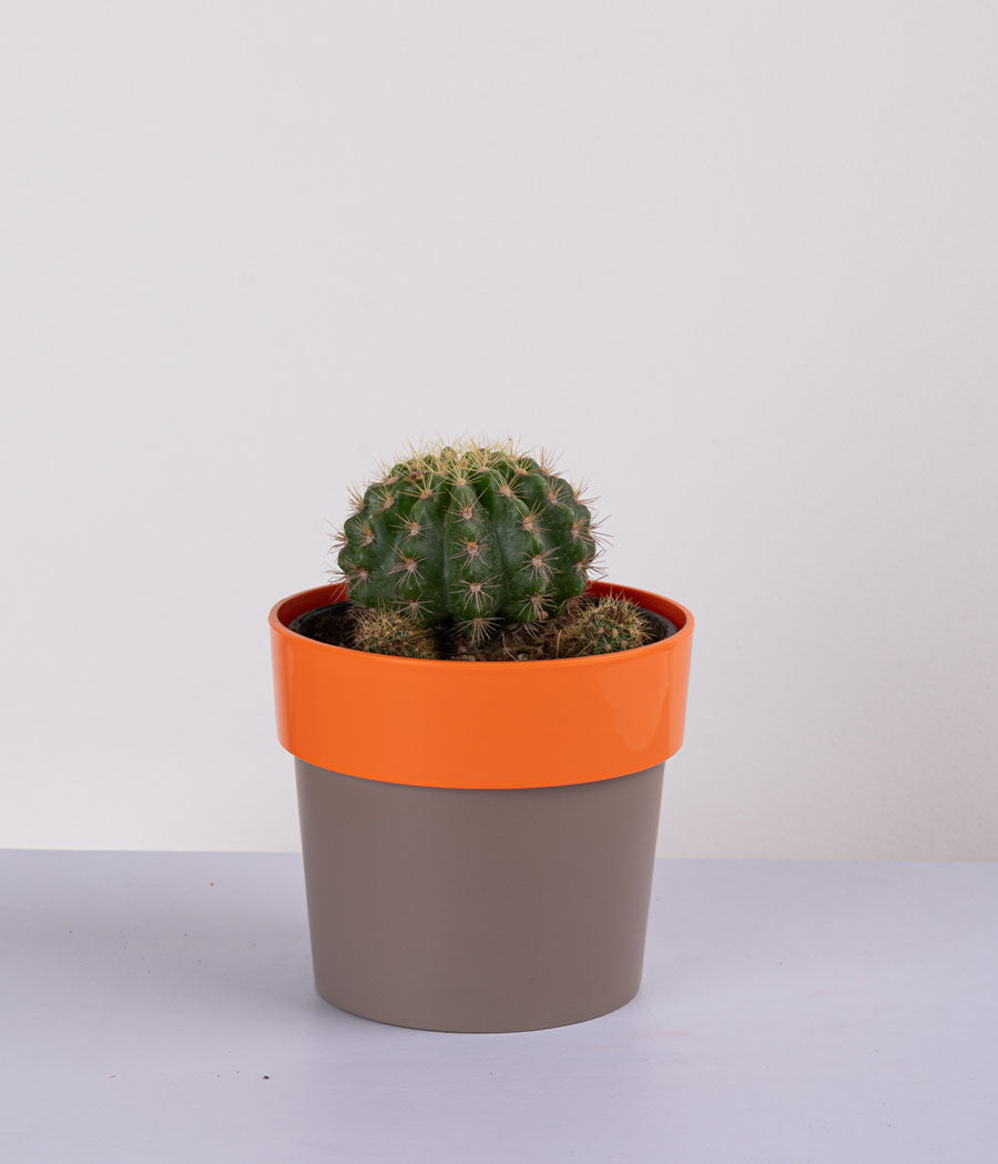 Queen Marble Money Plant in Sunny-side Red Planter