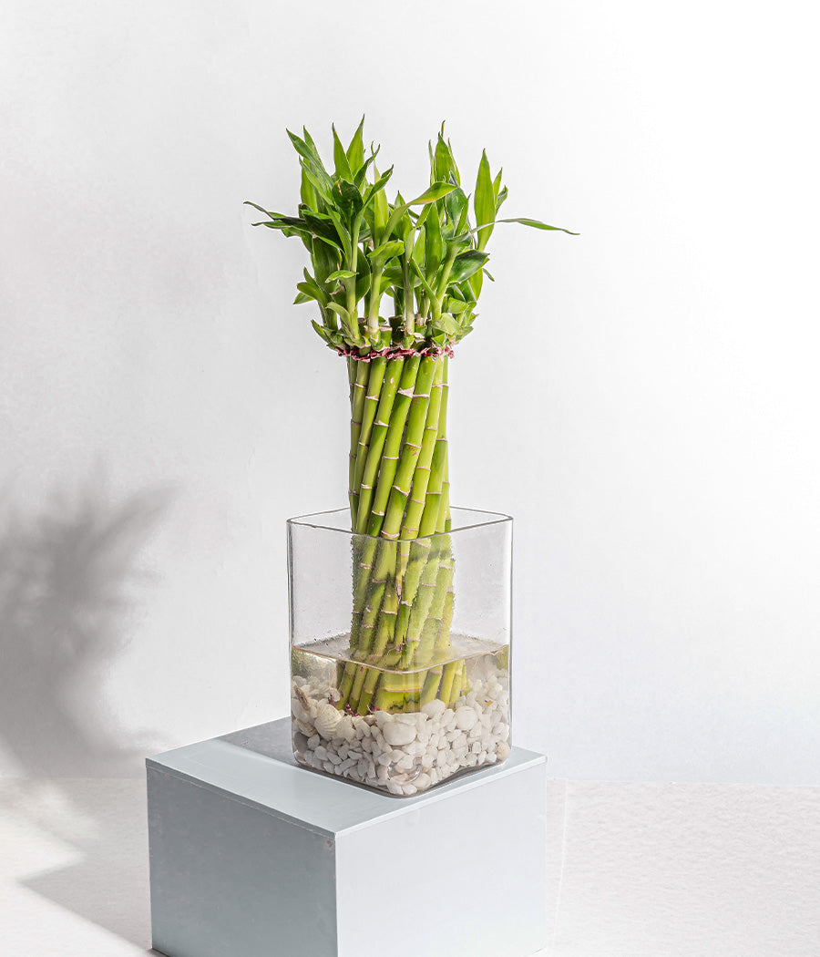 Wheel Spiral Lucky Bamboo Plant