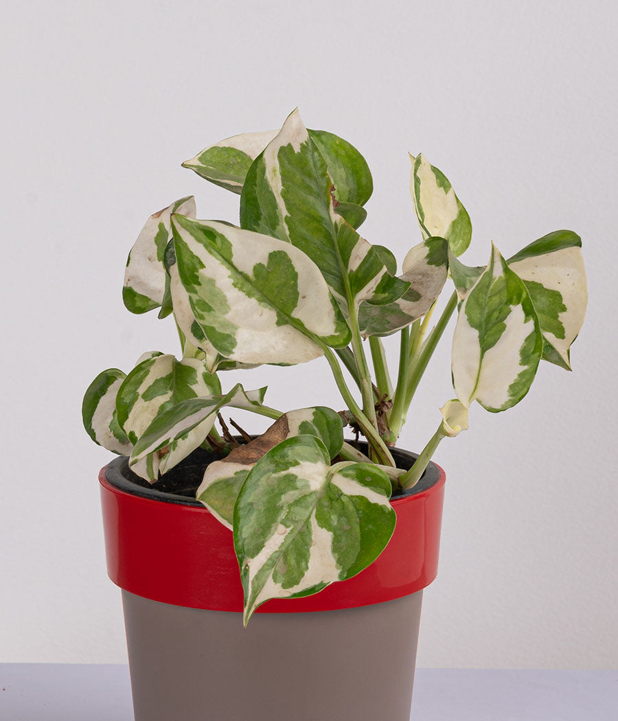 Queen Marble Money Plant in Sunny-side Red Planter