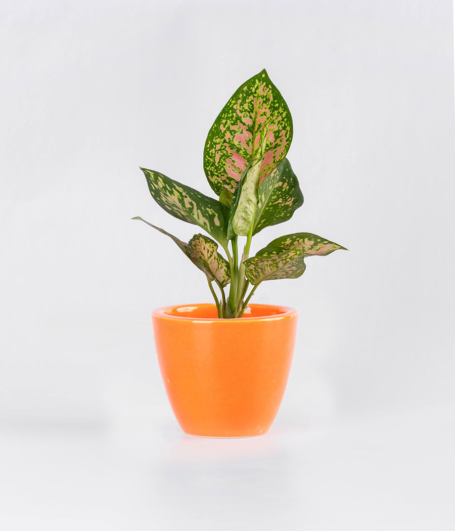 Aglaonema Pink Plant in Ceramic Planter