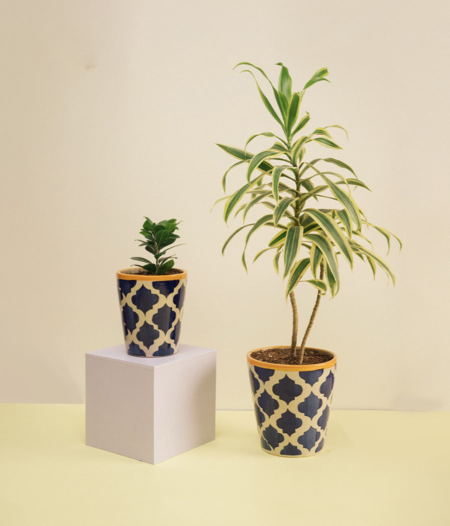 Ficus Compacta & Song of India plants in Royal Ceramic Pot Set