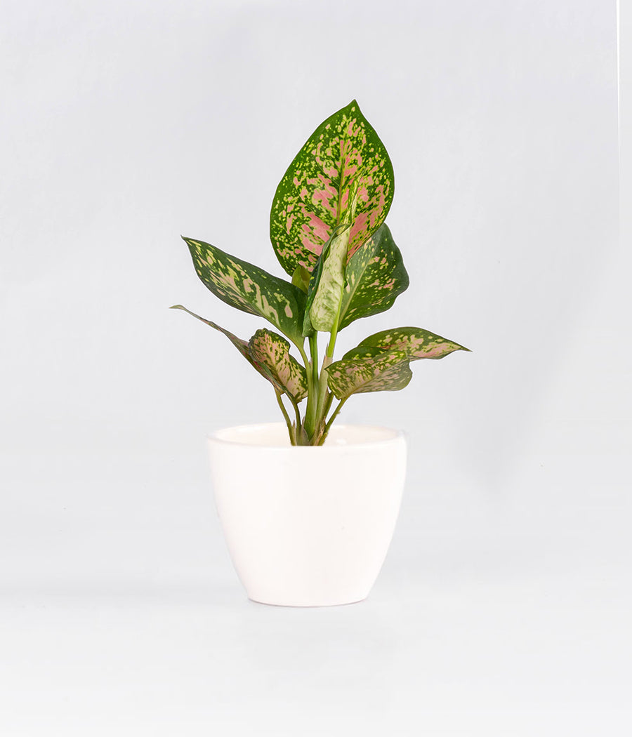 Aglaonema Pink Plant in Ceramic Planter