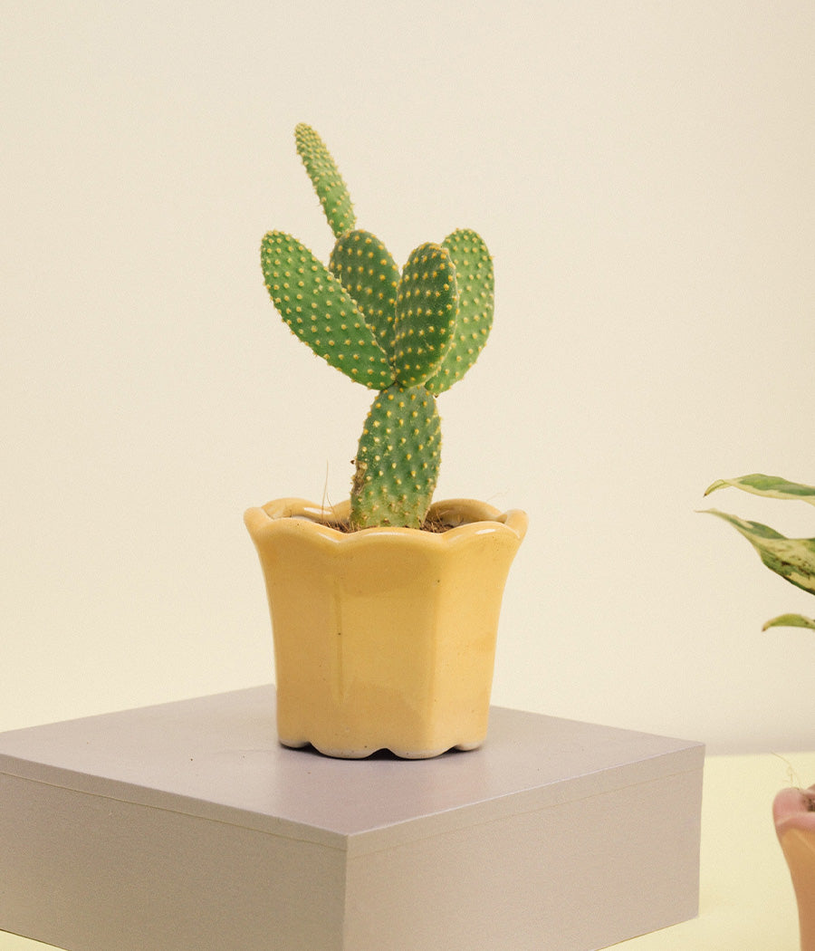 Bunny-ear Cactus in Yellow Ceramic Pot